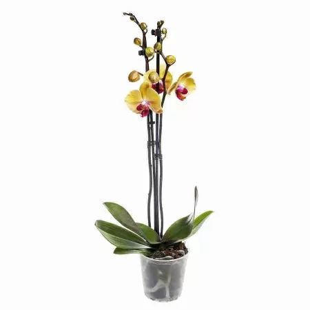 Фаленопсис Пирейт Пикоте 2 ст