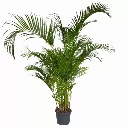 Пальма Арека 