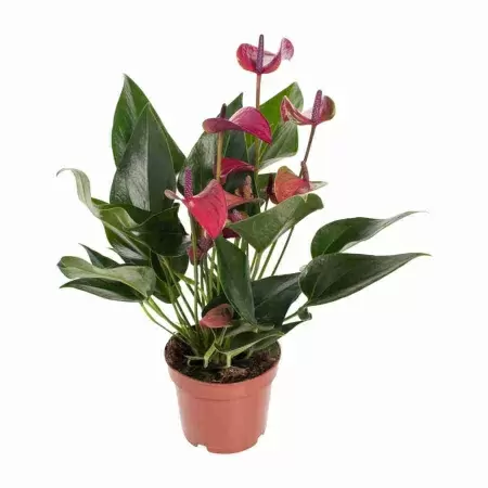 Антуриум андрианум Карма пурпурный