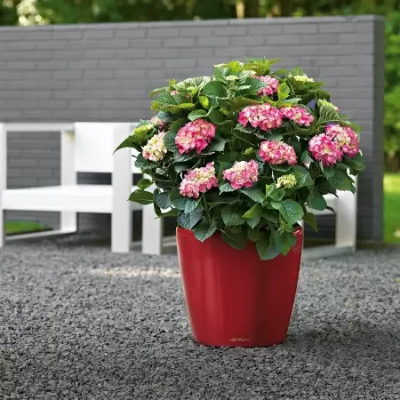 Кашпо Lechuza Classico LS