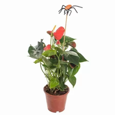 Антуриум андрианум Беби Оранж