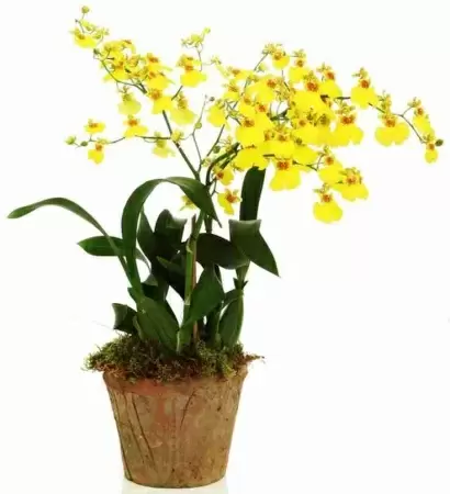 Онцидиум Желтый 1 ствол