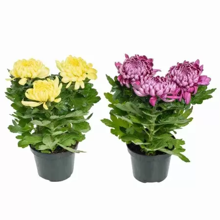 Хризантема зембла жёлтая