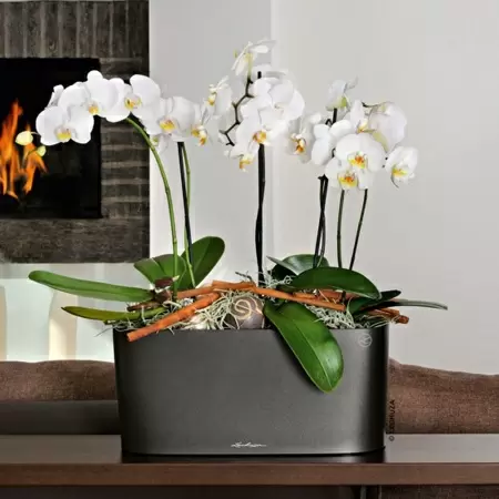 Кашпо Lechuza Delta 20