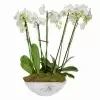 Фаленопсис  Белый 5 ст