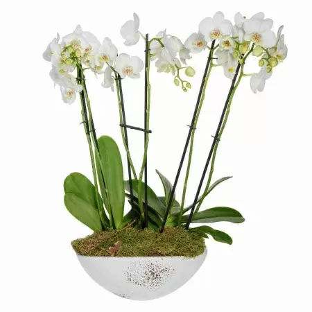 Фаленопсис  Белый 5 ст