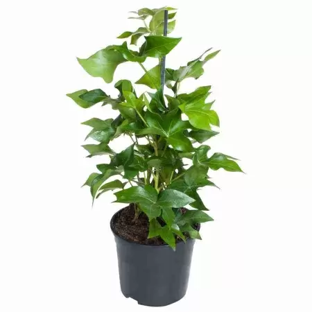 Фатсхедера лизе Пиа