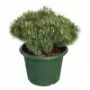 Сосна горная Гном