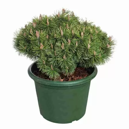 Сосна горная Гном