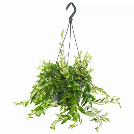 Эсхинантус Джефролепис