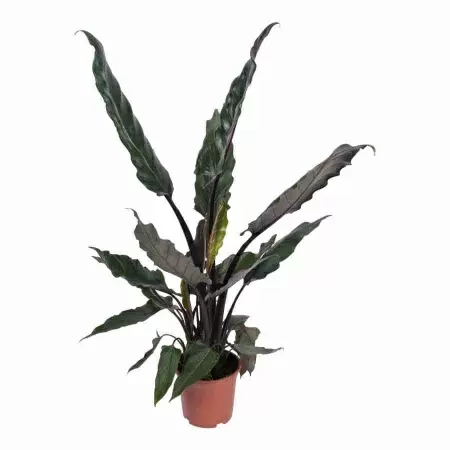 Алоказия Лотербахиана