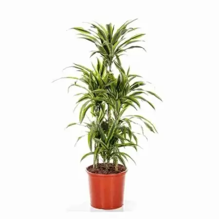 Драцена Лемон Лайм карусель