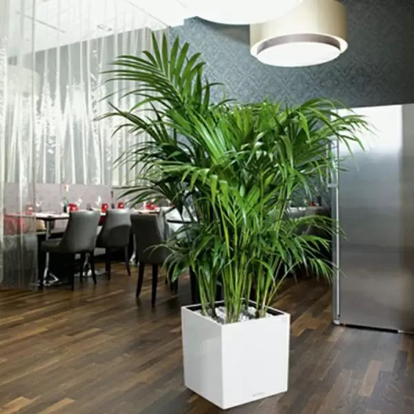 Кашпо Lechuza Cube