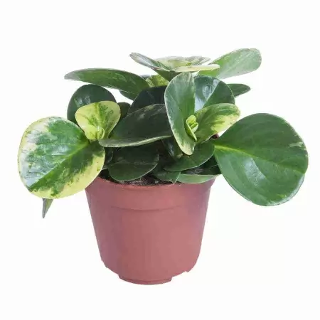 Пеперомия Голден Генуа