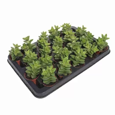 Крассула Овата Обликва