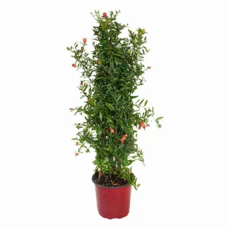 Гранат пирамида