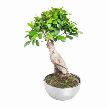 Бонсай фикус микрокарпа Гинсенг