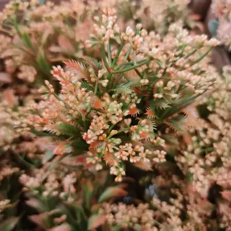 Тимьян искусственный