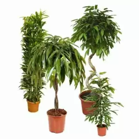 Фикус биннендийка Амстел Кинг Фикус биннендийка Амстел Кинг