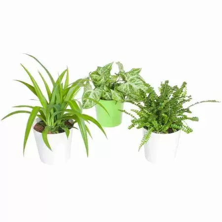 Сингониум Арроу