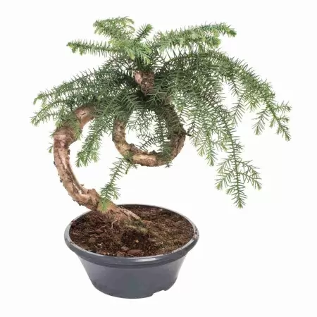 Бонсай Араукария Каннингема