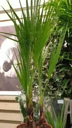 Вашингтония Робуста Вашингтония Робуста