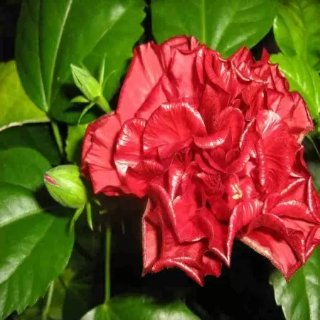 Гибискус Махровый микс фото