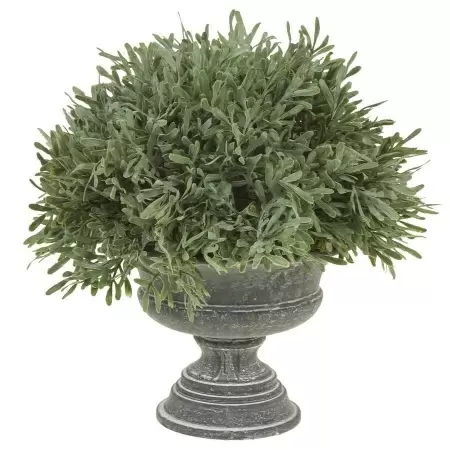 Самшит в кашпо