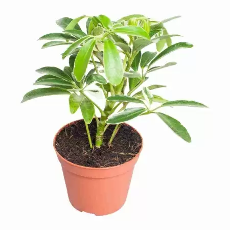 Шеффлера Моондроп