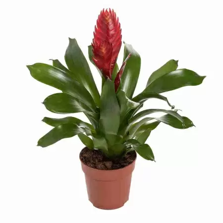 Вриезия Кристиан