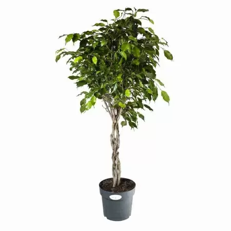 Фикус бенджамина Экзотика переплетенный