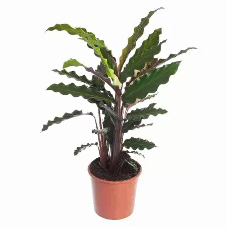 Калатея руфибарба Вейвстар