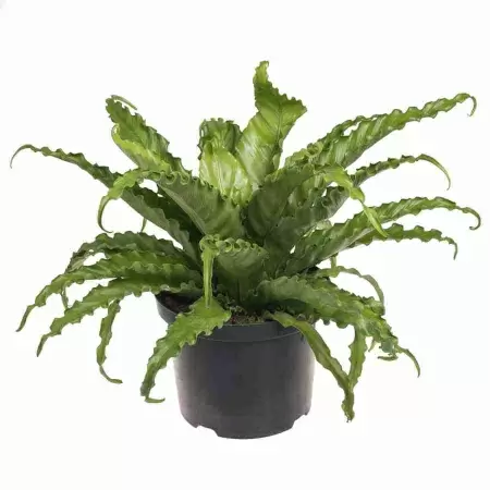 Асплениум Крисси