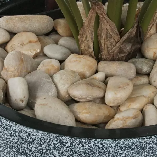 Искусственное растение Алоказия в горшке Vase Stone