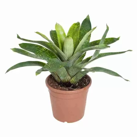 Вриезия Фенестралис