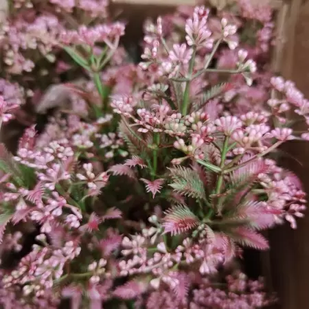 Тимьян искусственный