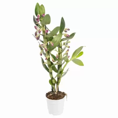 Дендробиум нобиле Акатзуки 1 ст