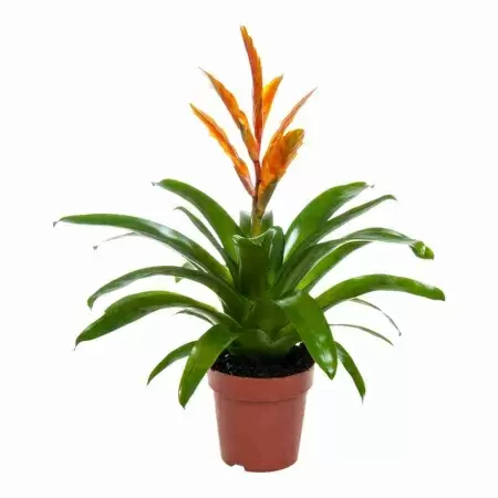 Вриезия Энерджи