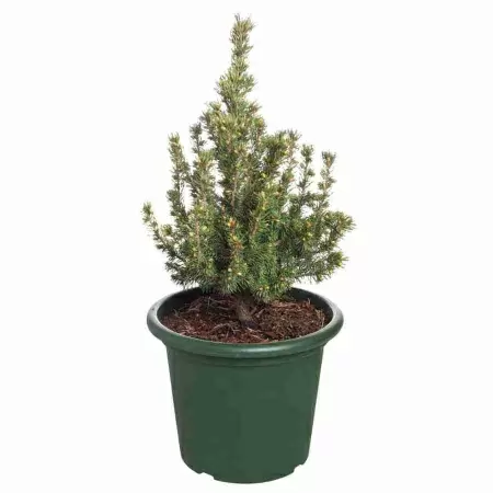 Ель канадская Коника