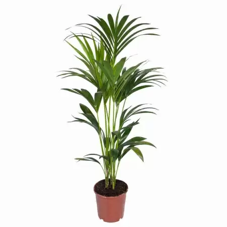 Ховея Форстериана