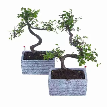 Бонсай Пираканта