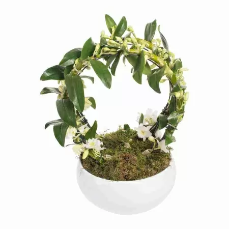 Дендробиум нобиле Белый двойной обод