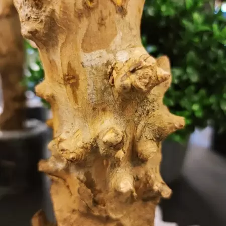 Зонтичное дерево искусственное