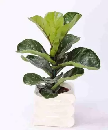 Фикус лировидный (лирата) Бамбино