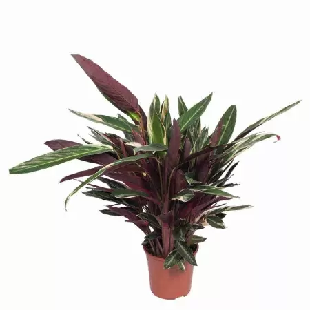 Строманта Триостар