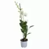 Дендробиум Санок Сноу Джейд 1 ст