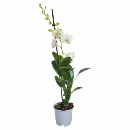 Дендробиум Санок Сноу Джейд 1 ст