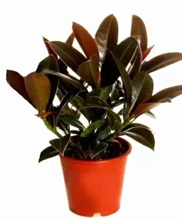 Фикус каучуконосный (эластика) Мелани Фикус каучуконосный (эластика) Мелани