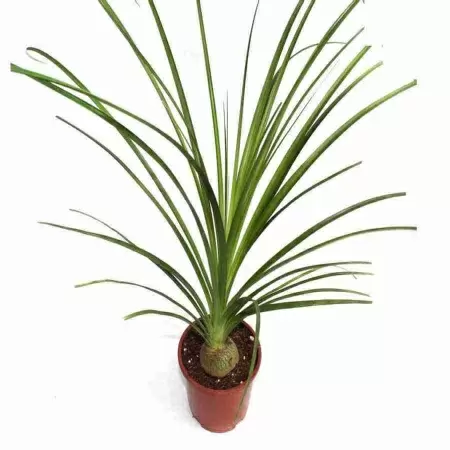 Подсвечник Дерево Подсвечник Дерево