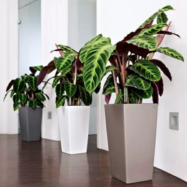 Кашпо Lechuza Cubico Color